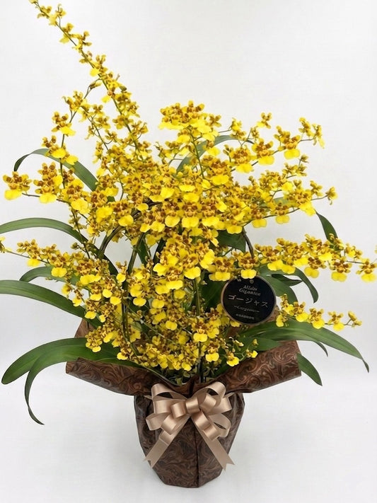 ゴージャス(5寸) 【早割キャンペーン】4月中の予約で500円OFF‼️ 【日本で唯一】10年の歳月を経て誕生。お母さんの日常を彩る、奇跡の蘭「ゴージャス」。