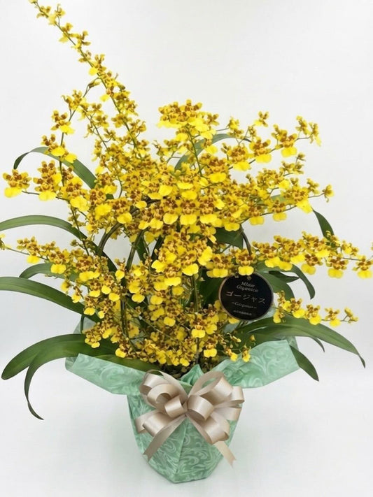 ゴージャス(5寸)         【早割キャンペーン】4月中の予約で500円OFF‼️   【日本で唯一】10年の歳月を経て誕生。お母さんの日常を彩る、奇跡の蘭「ゴージャス」。